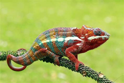 crazy chameleons|chameleon info.
